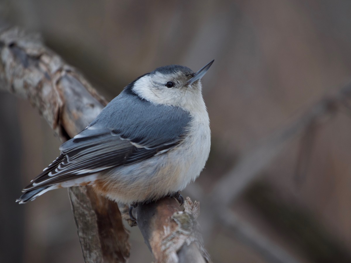 White-breasted Nuthatch - ML198512071