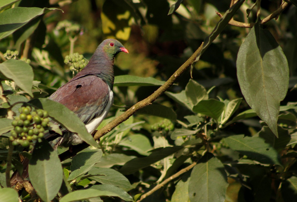 New Zealand Pigeon - ML198513031