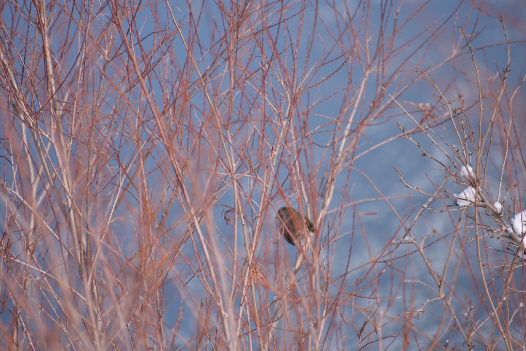 Song Sparrow - ML198513081