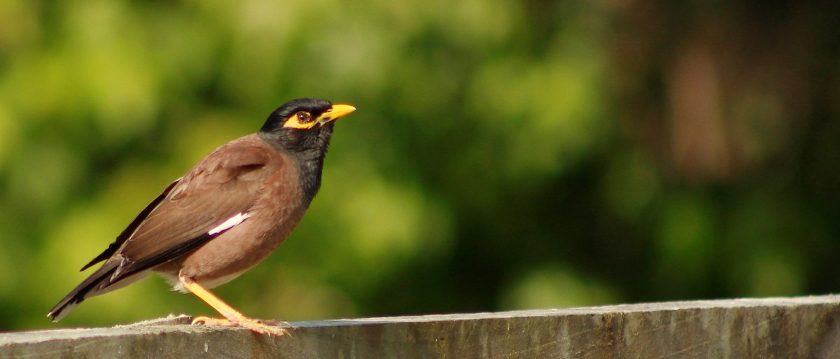 Common Myna - ML198513121