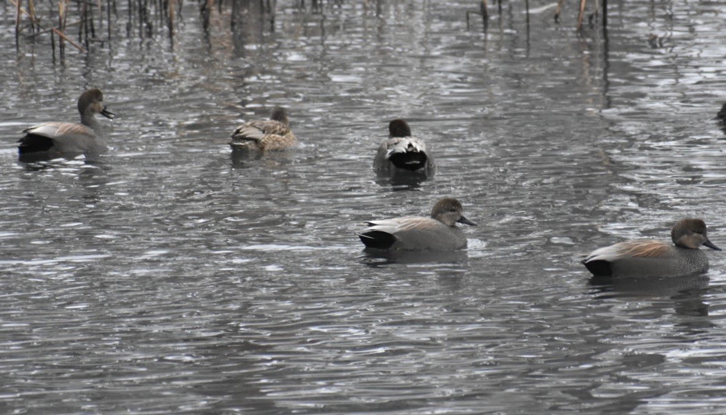 Gadwall - ML198514471