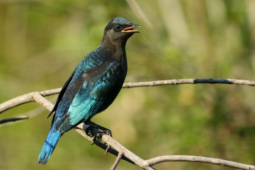 Greater Blue-eared Starling - ML198517471