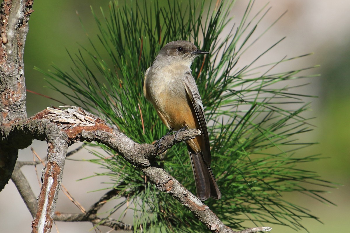 Say's Phoebe - ML198518131