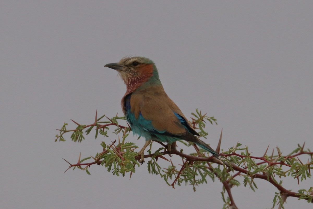 Lilac-breasted Roller - ML198518241