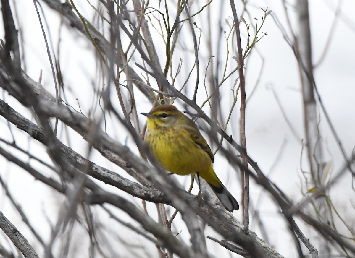 Palmiye Ötleğeni - ML198518481