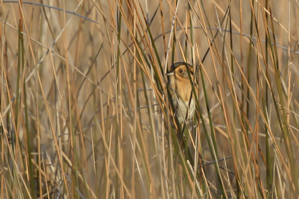 Nelson's Sparrow (Interior) - ML198518641