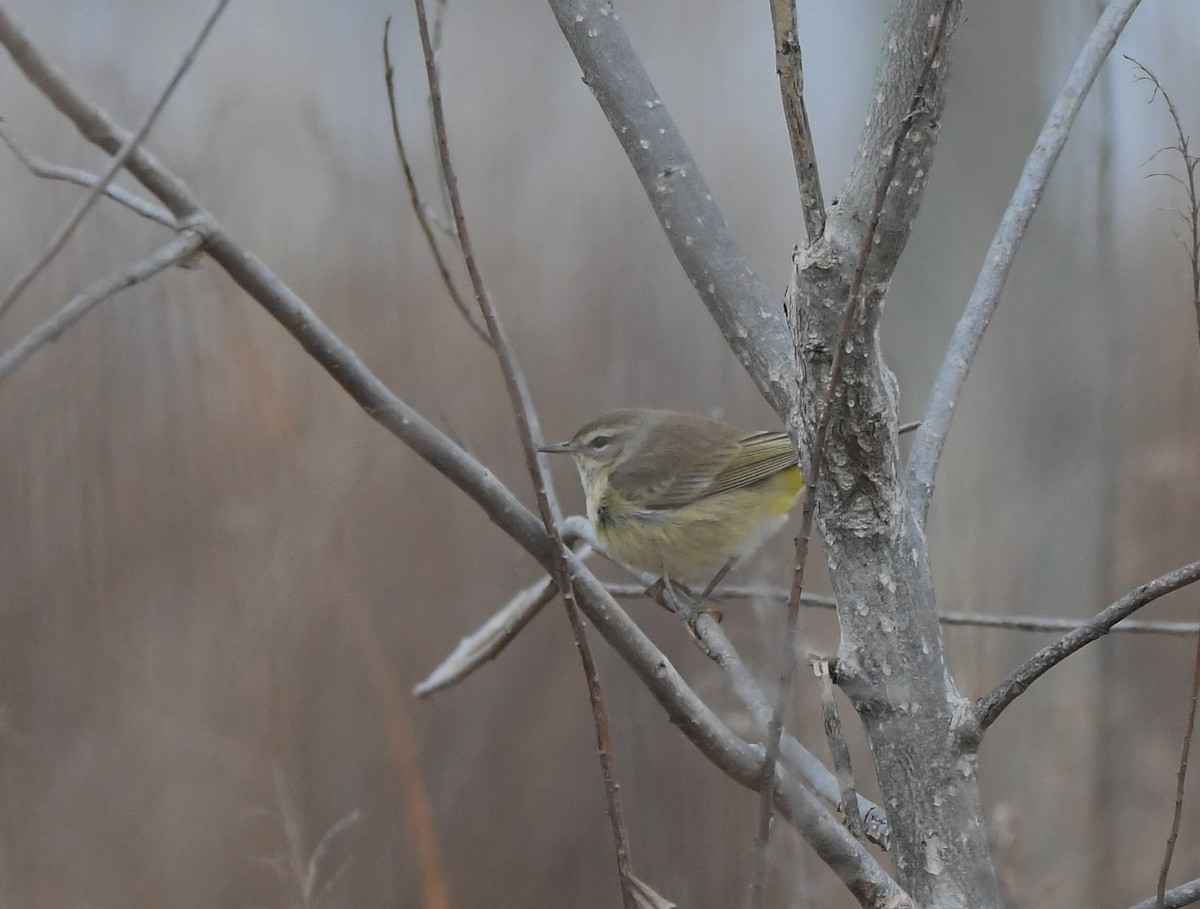 Palmiye Ötleğeni - ML198518651