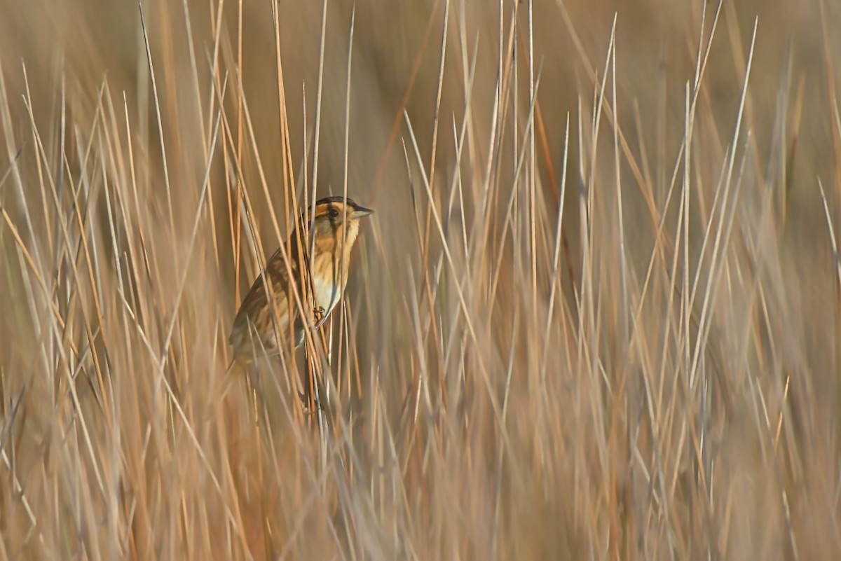 Nelson's Sparrow (Interior) - ML198518731