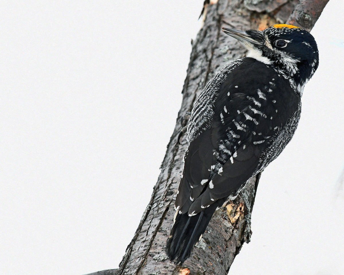 American Three-toed Woodpecker - Daniel Campeau