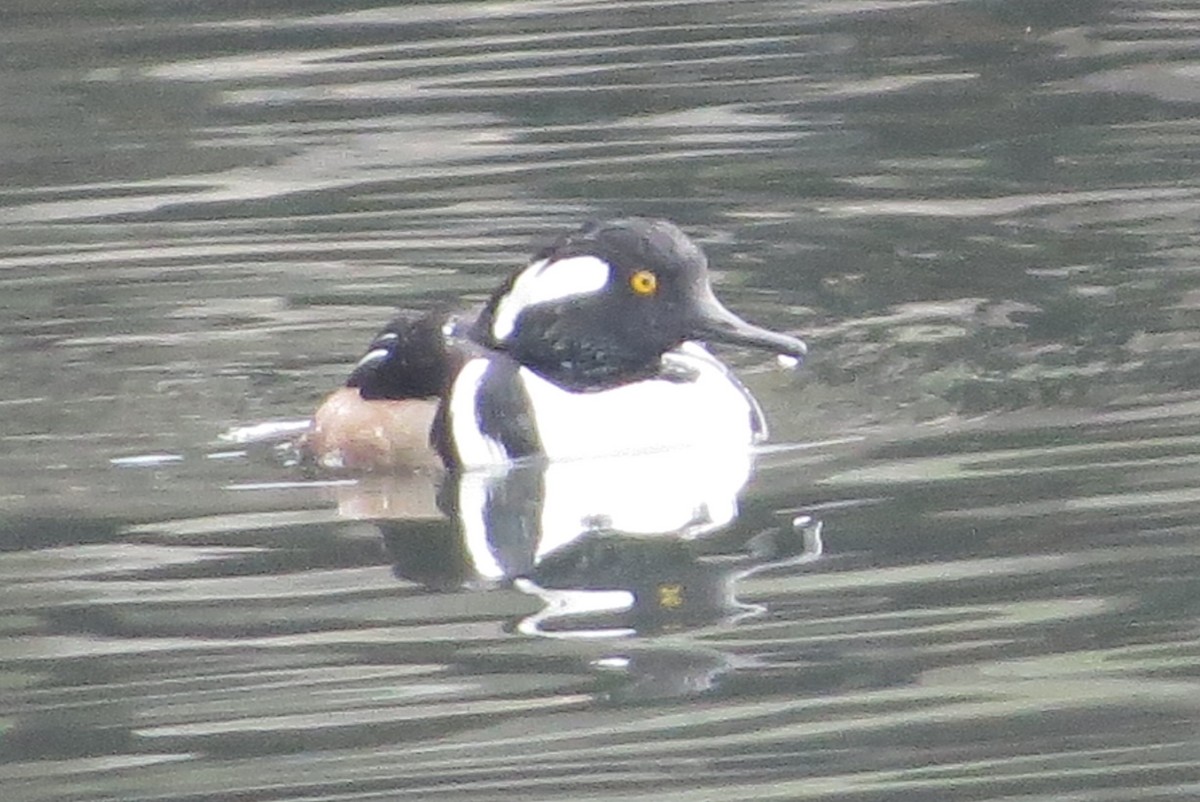 Hooded Merganser - ML198520171