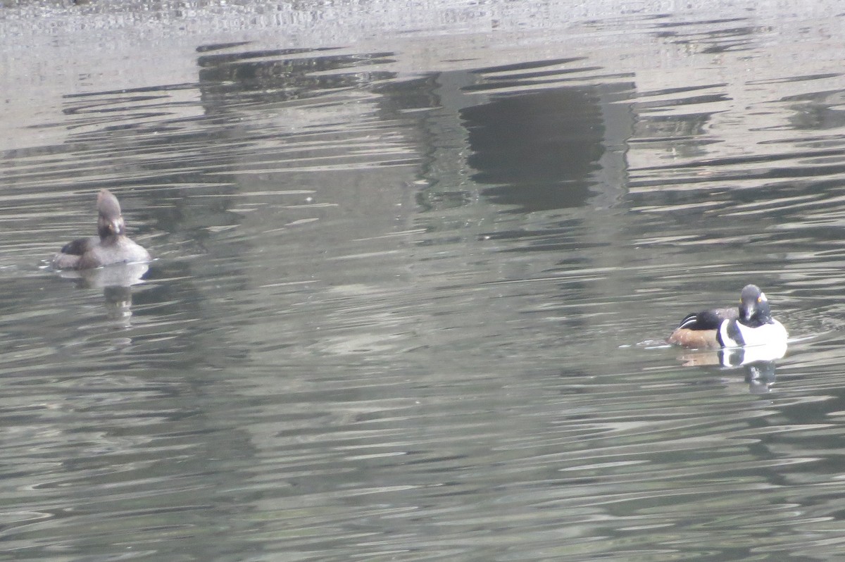 Hooded Merganser - ML198520221