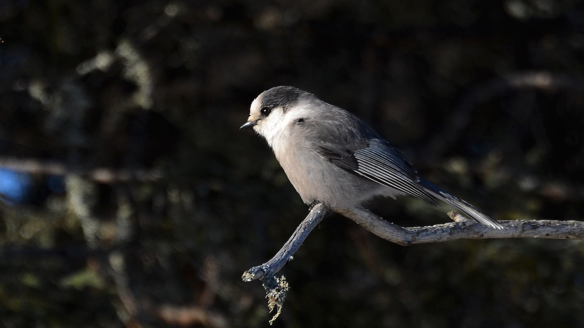 Canada Jay - ML198520471