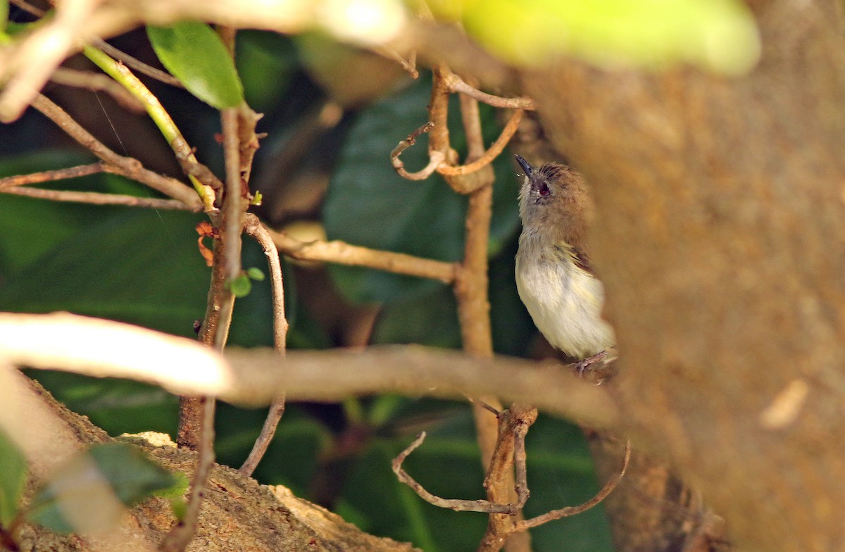 Gray Gerygone - ML198521071