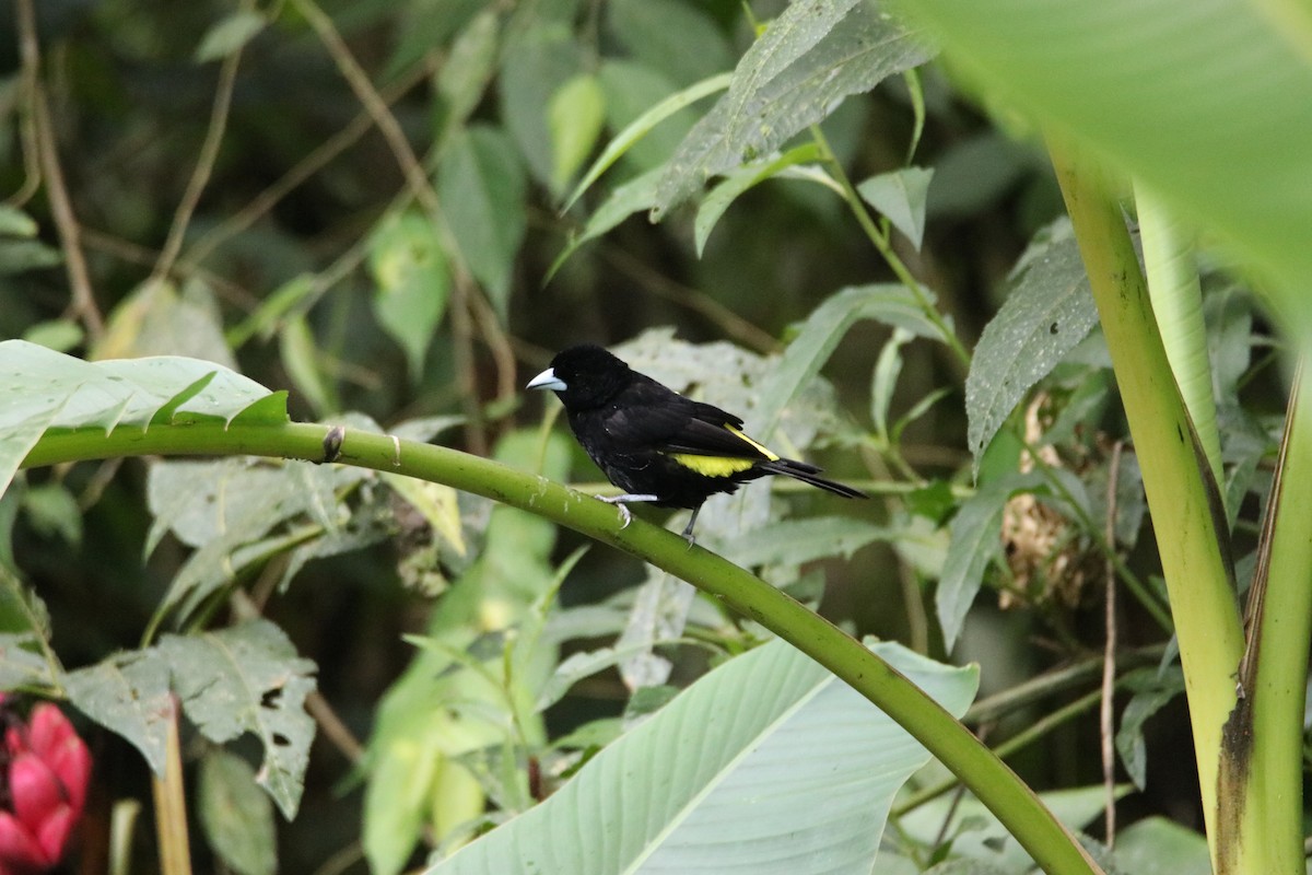 Flame-rumped Tanager (Lemon-rumped) - ML198523021