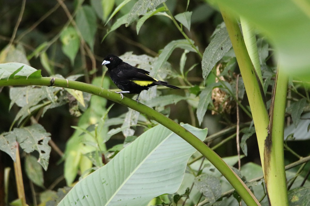 Flame-rumped Tanager (Lemon-rumped) - ML198523131