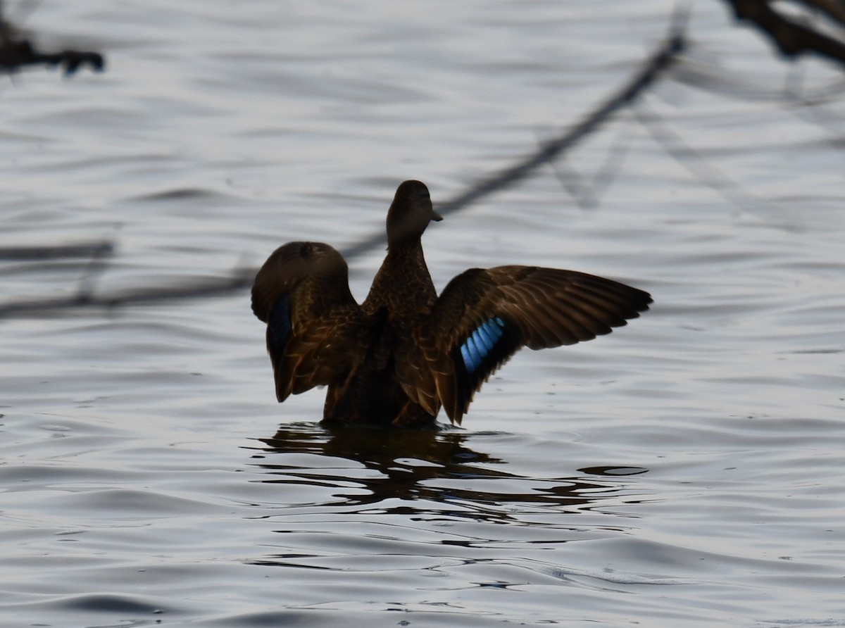 American Black Duck - ML198524571