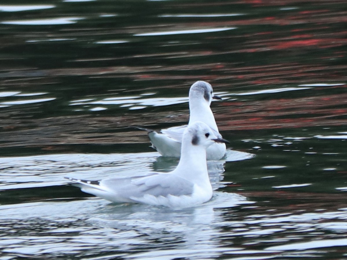 Bonaparte's Gull - ML198525191