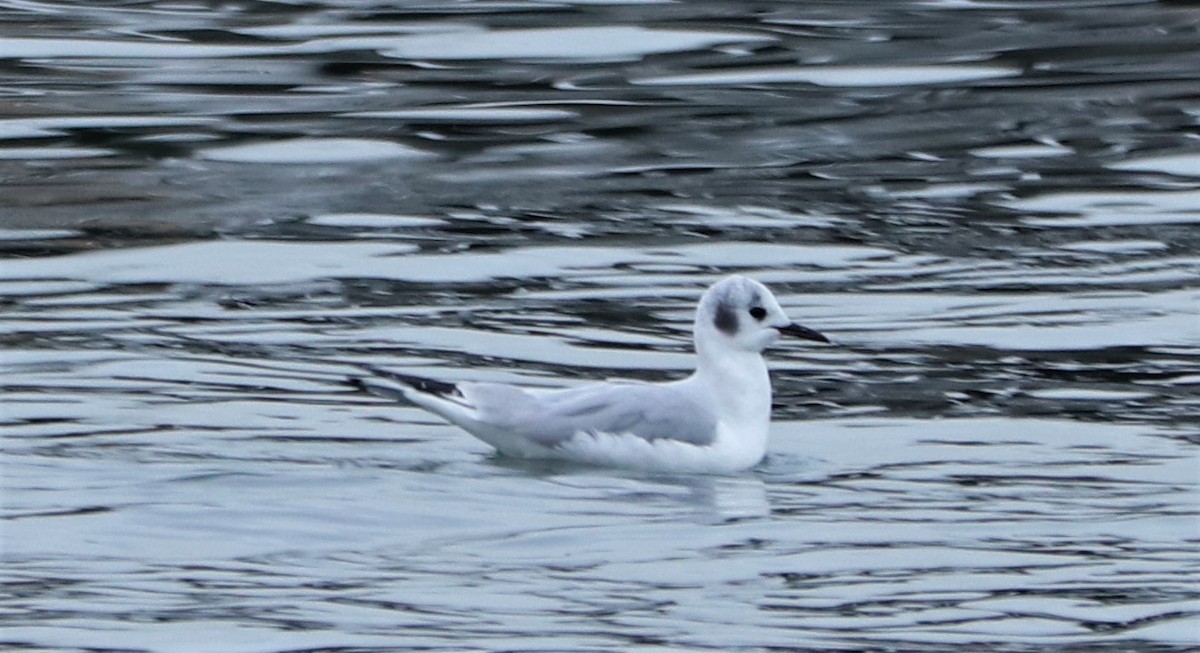 Bonaparte's Gull - ML198525231