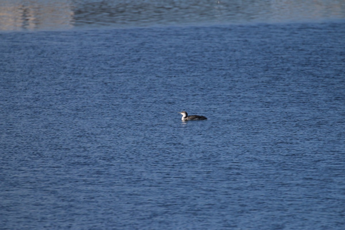 Red-throated Loon - ML198529011