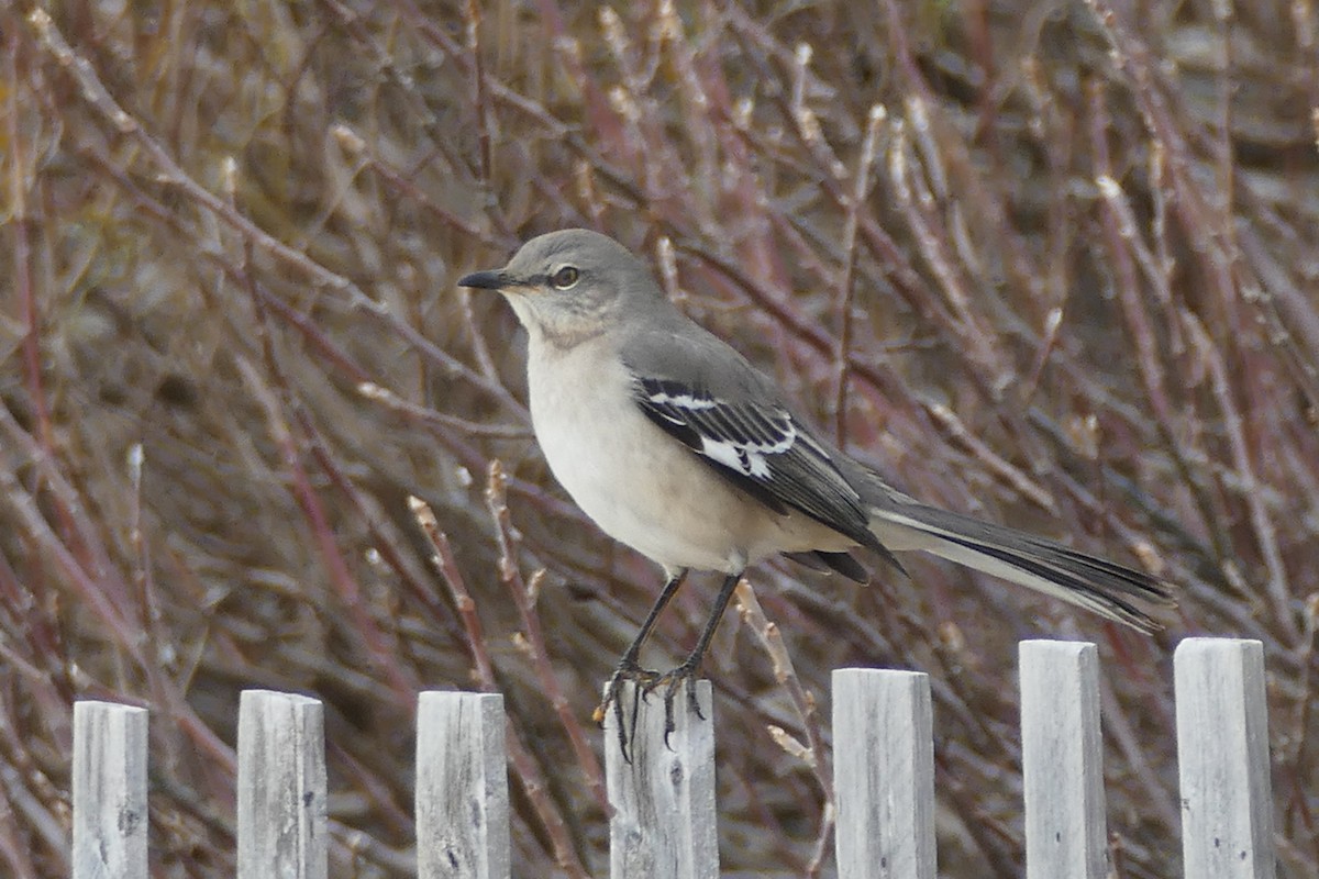 Northern Mockingbird - Alicia Williams