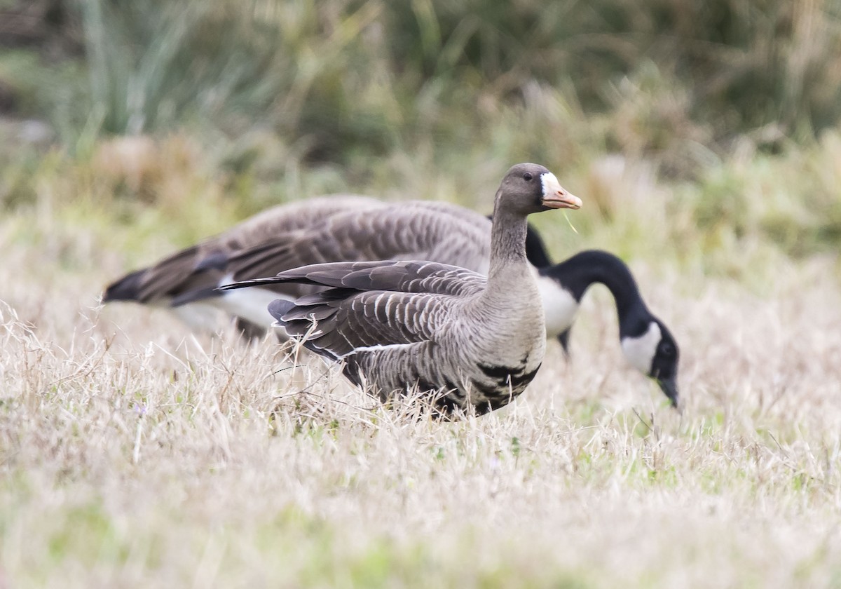 Greater White-fronted Goose - ML198532281