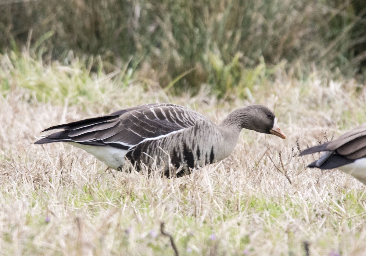 Greater White-fronted Goose - ML198532291