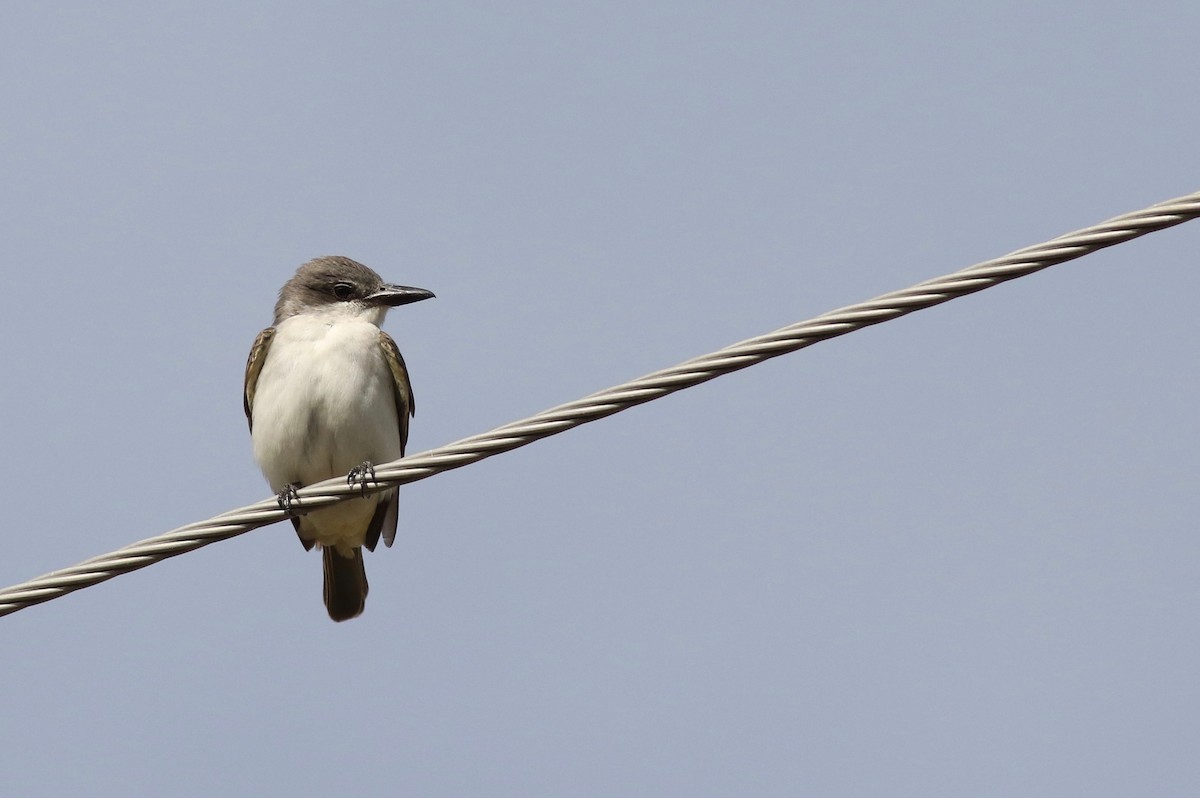 Gray Kingbird - ML198533111