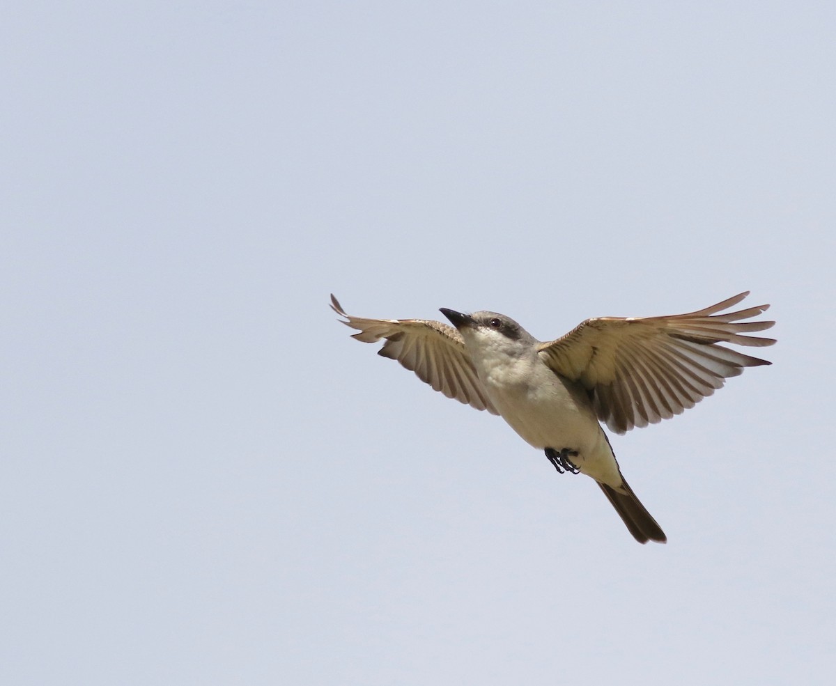 Gray Kingbird - ML198533121