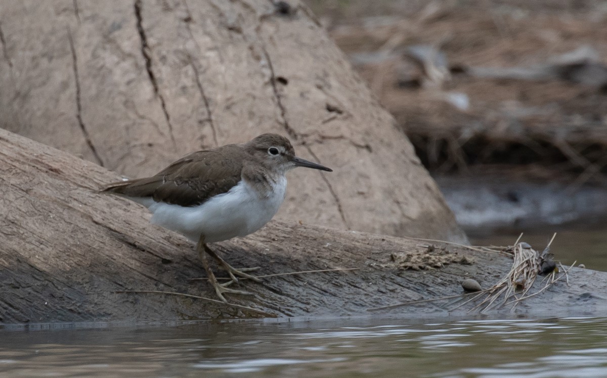 Common Sandpiper - shorty w