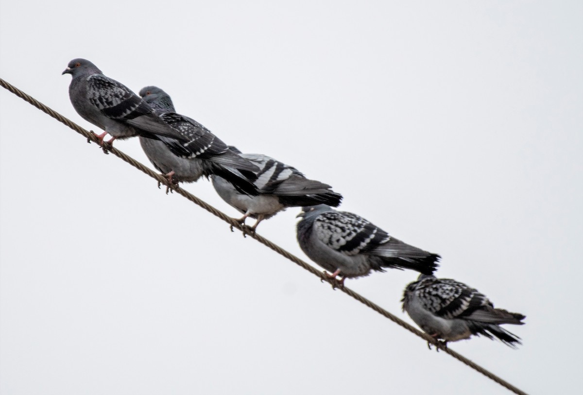 holub skalní (domácí) - ML198534541