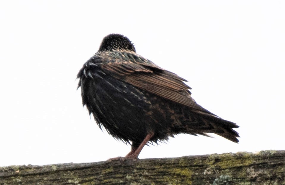 European Starling - ML198534701