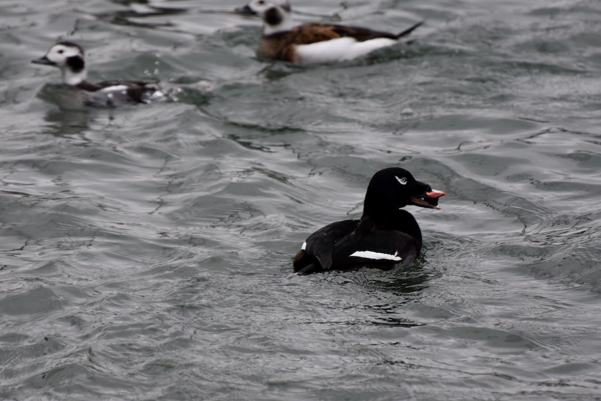 White-winged Scoter - Lucas Eckert