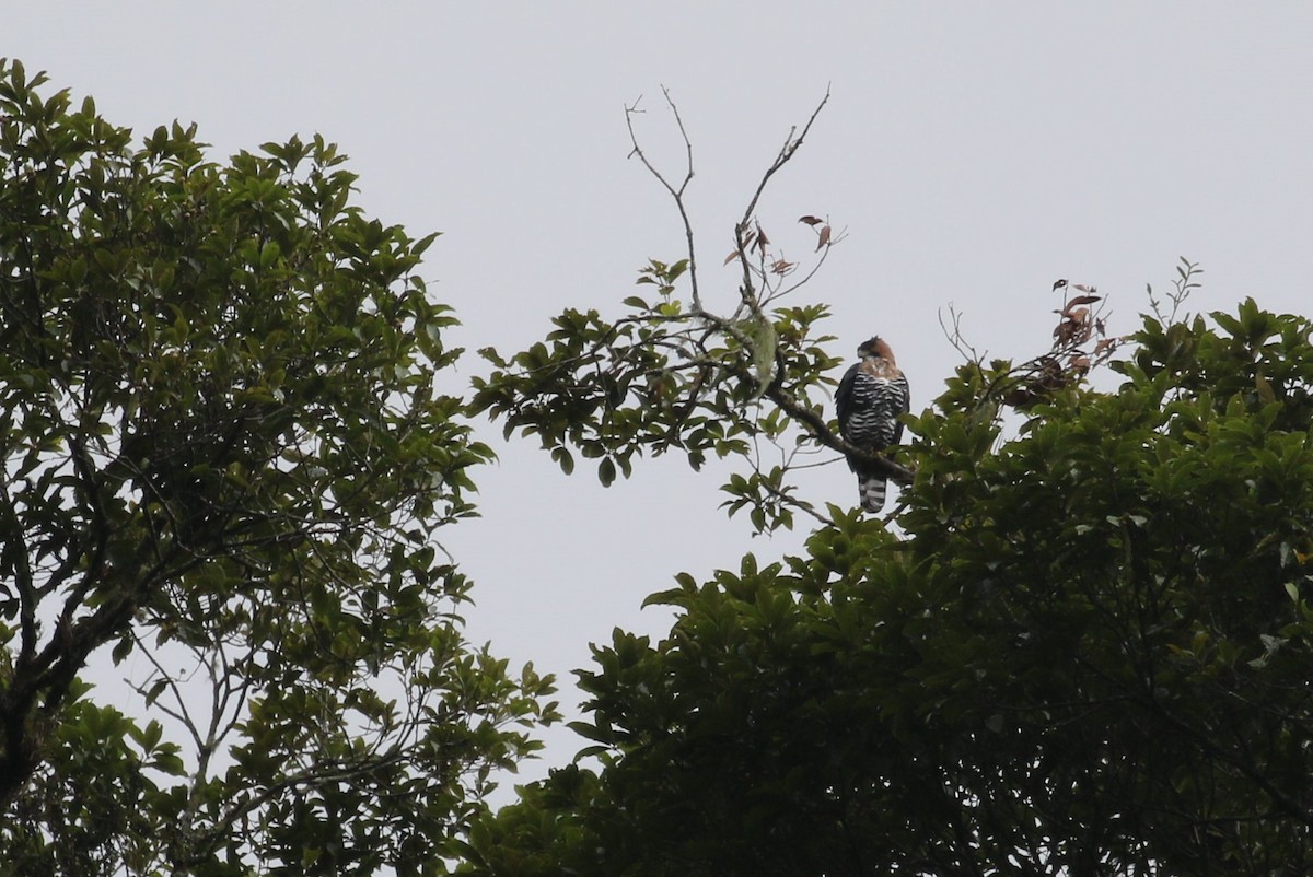 Ornate Hawk-Eagle - ML198539321