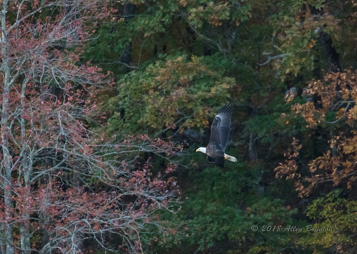 Bald Eagle - ML198539841