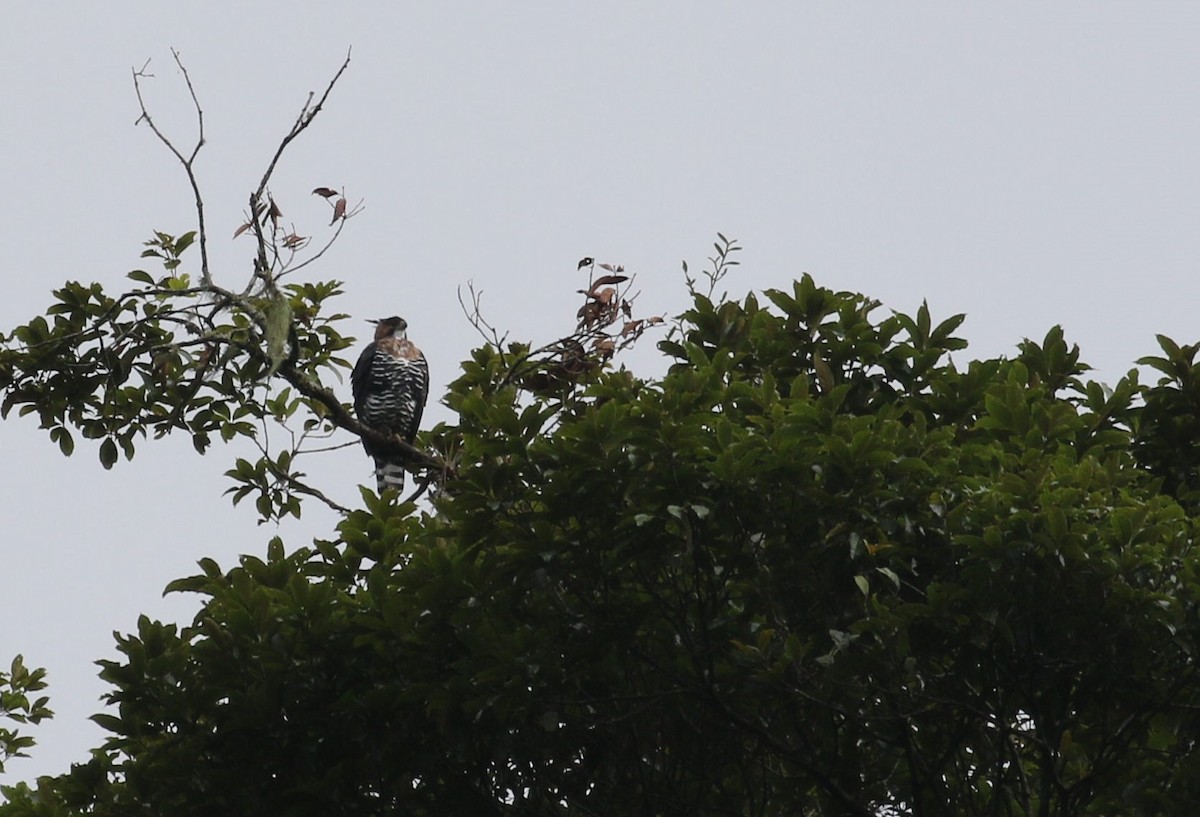 Ornate Hawk-Eagle - ML198539871