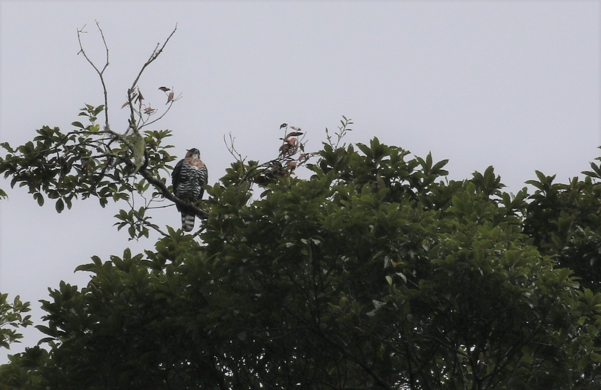 Ornate Hawk-Eagle - ML198539891