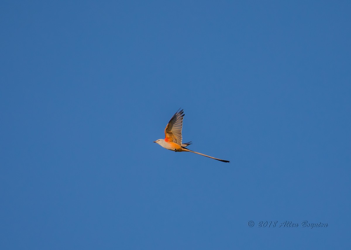 Scissor-tailed Flycatcher - Allen Boynton