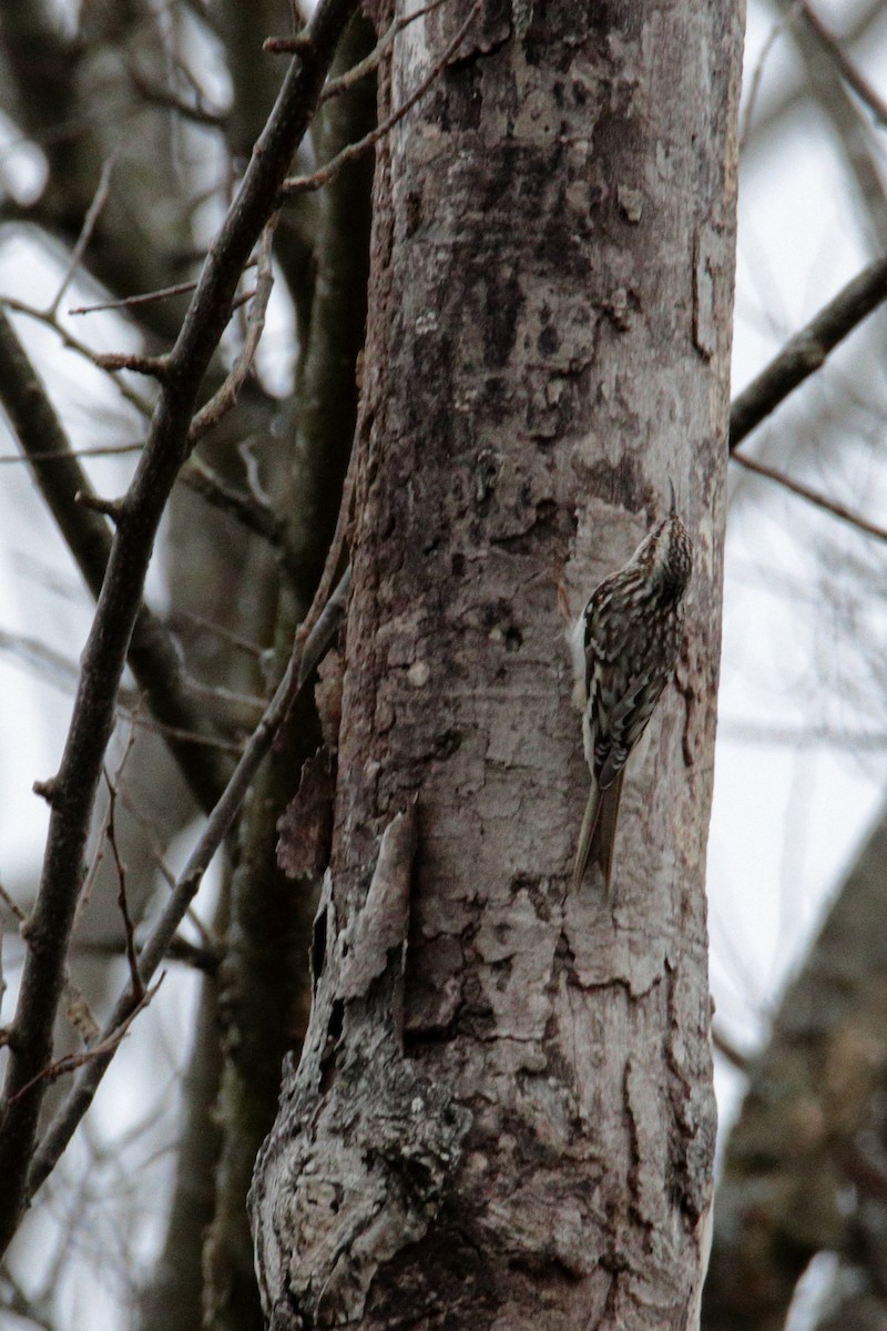 Brown Creeper - ML198544171