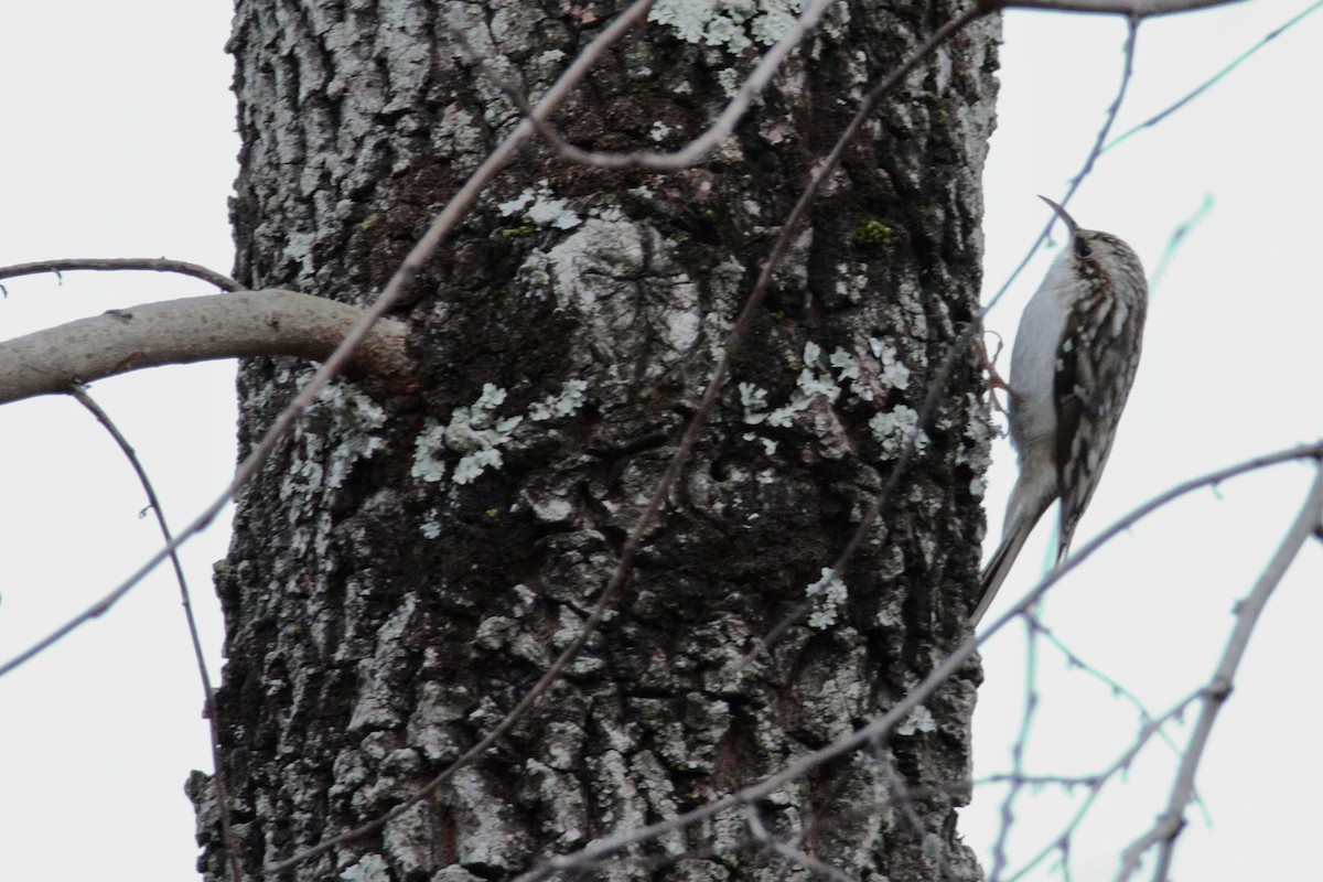 Brown Creeper - ML198544191