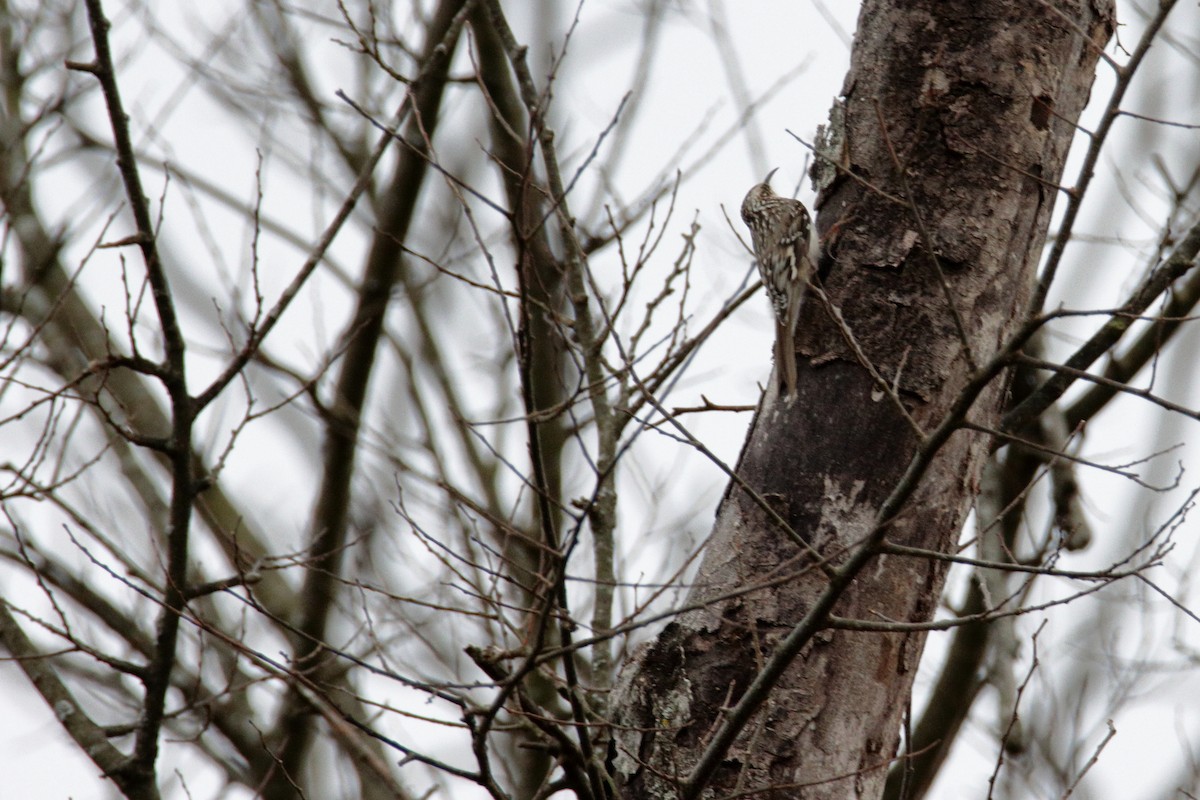 Brown Creeper - ML198544221