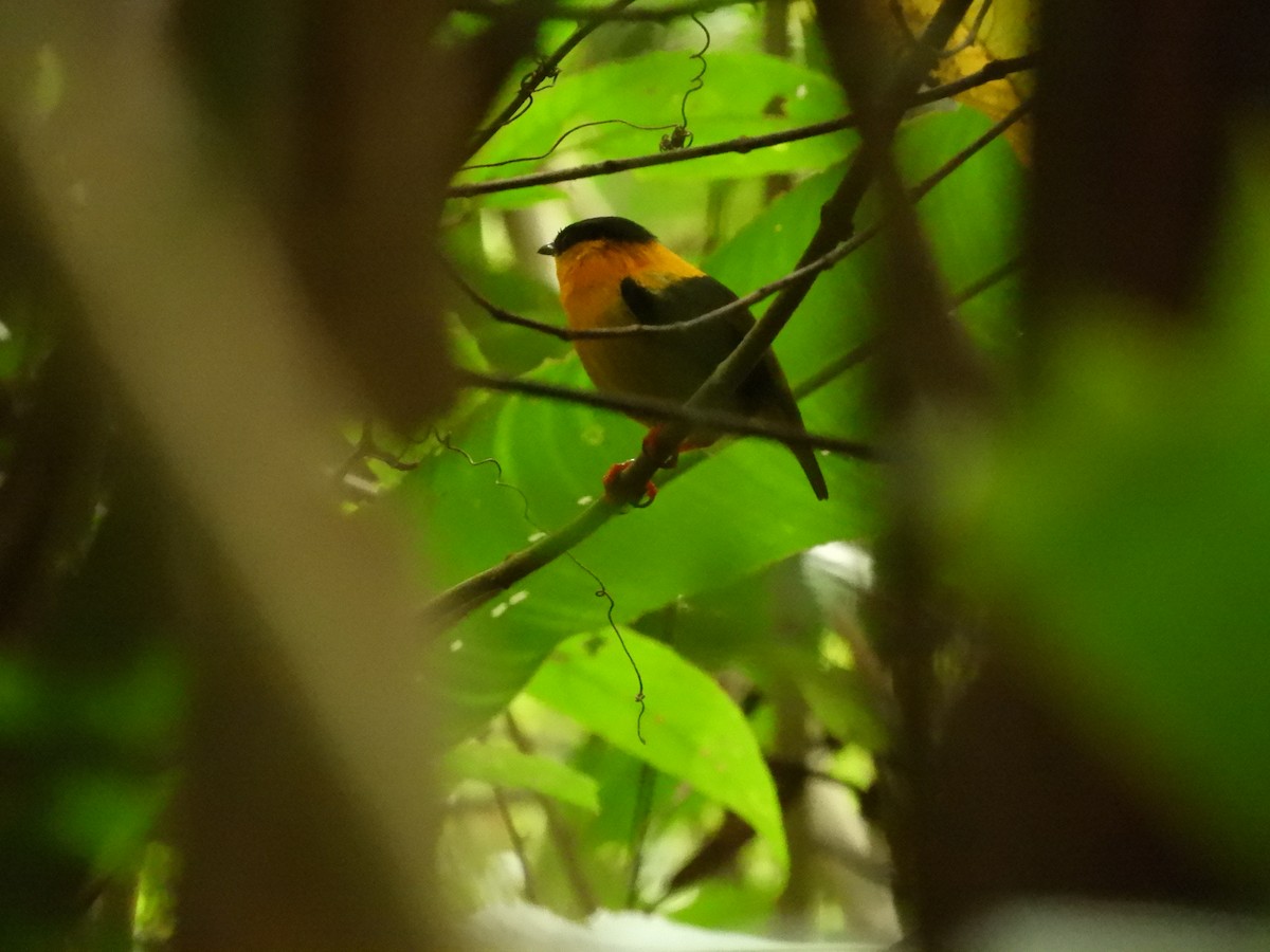 Orange-collared Manakin - ML198544431