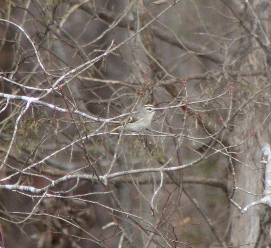 Golden-crowned Kinglet - Ty Smith