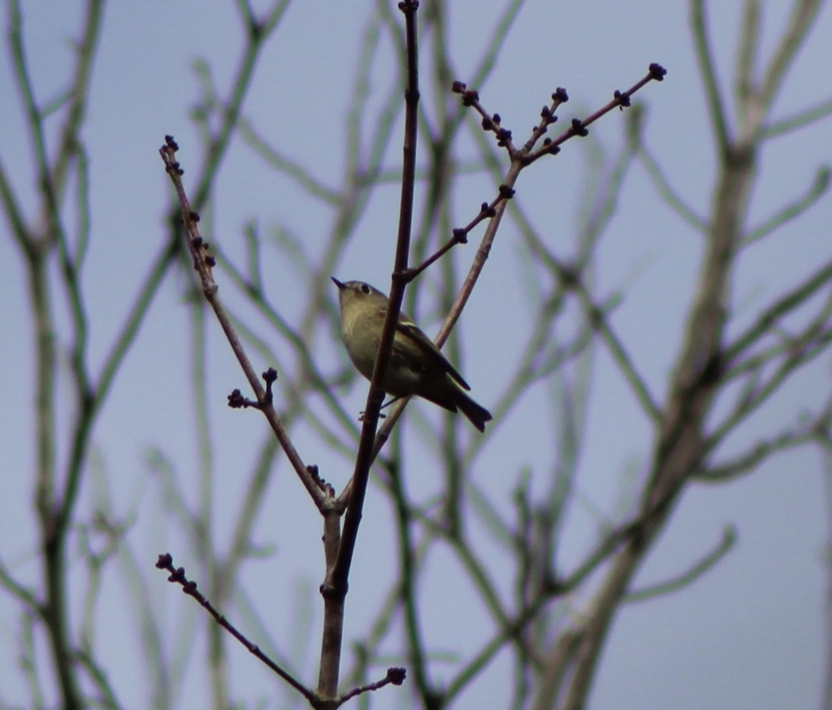 Roitelet à couronne rubis - ML198545111