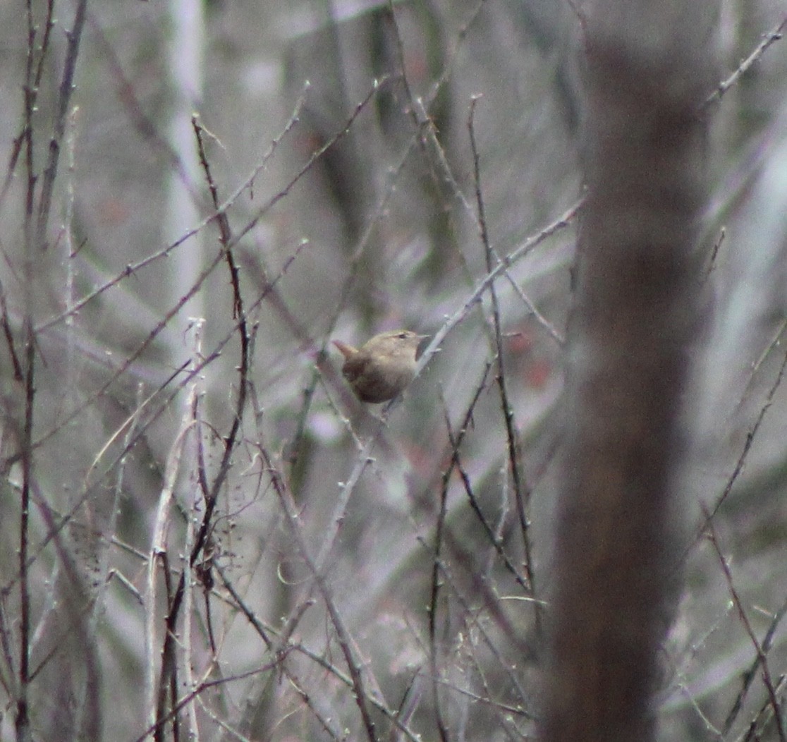 Winter Wren - ML198545201