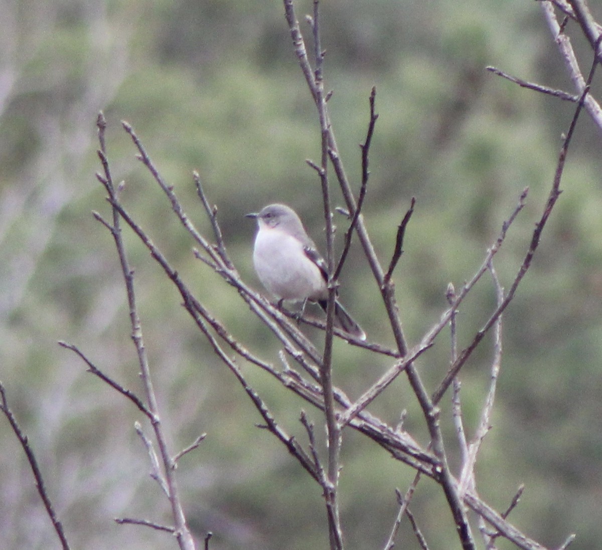 Northern Mockingbird - ML198545401