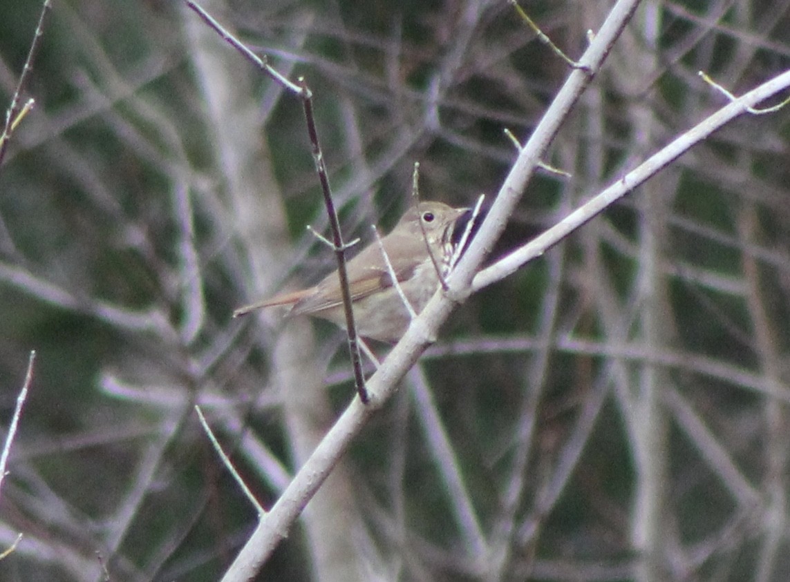 Hermit Thrush (faxoni/crymophilus) - Ty Smith