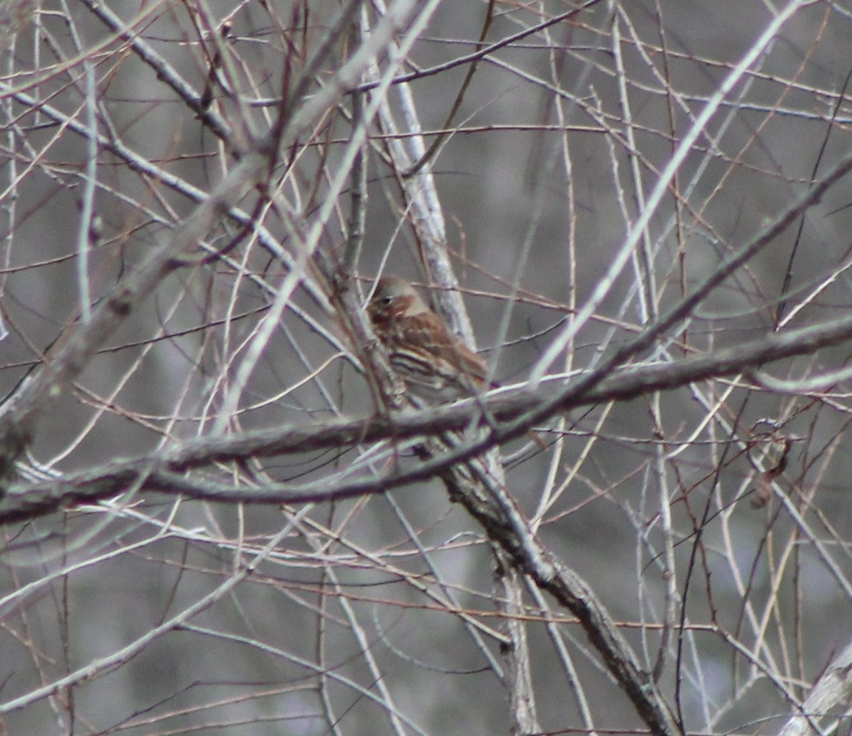 Fox Sparrow (Red) - ML198545691