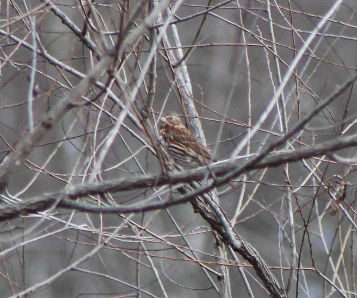 Fox Sparrow (Red) - ML198545721