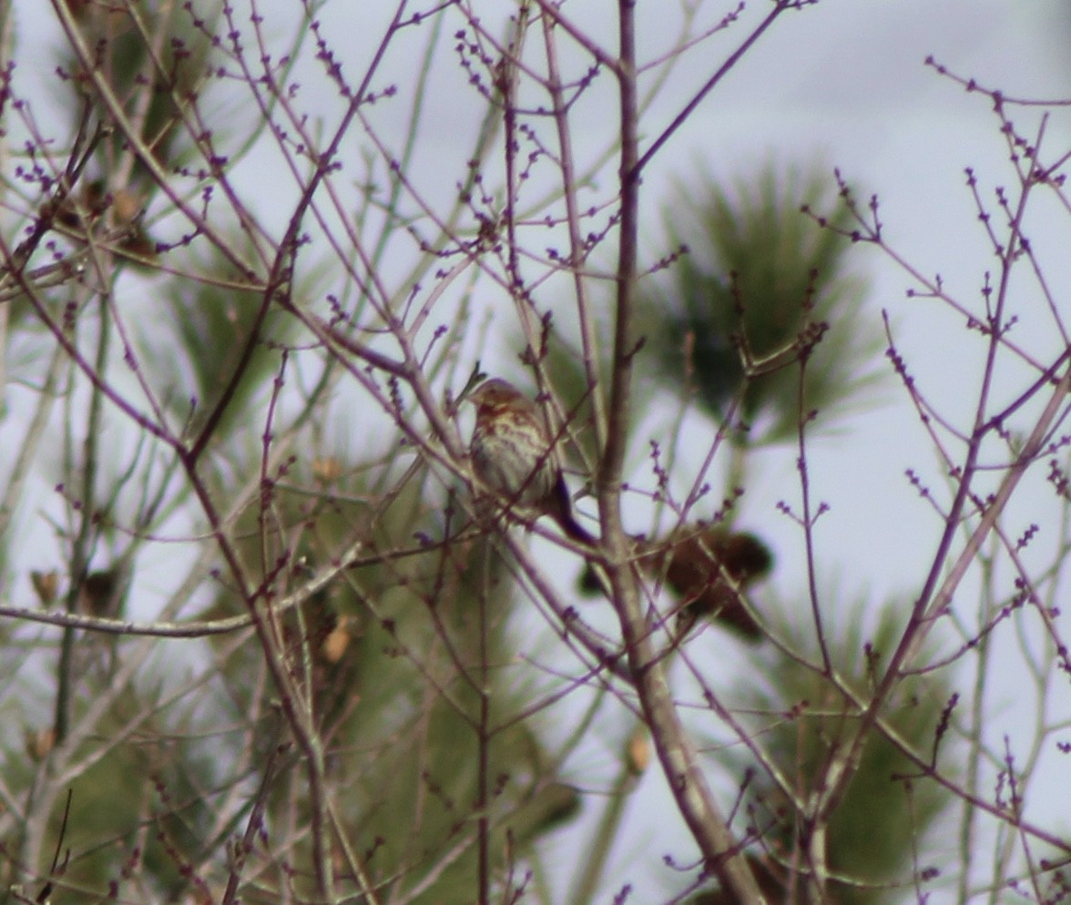 Fox Sparrow (Red) - Ty Smith