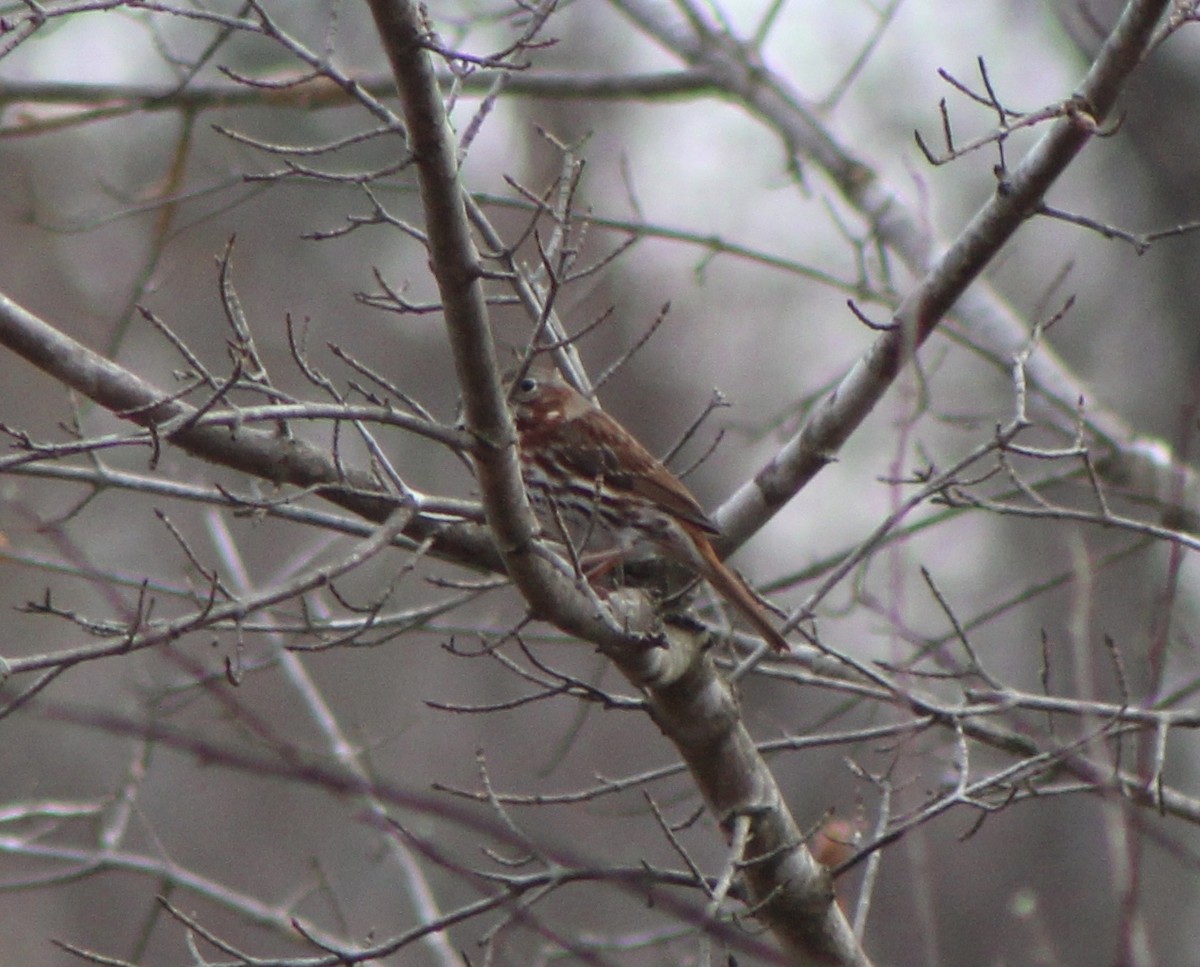 Fox Sparrow (Red) - Ty Smith